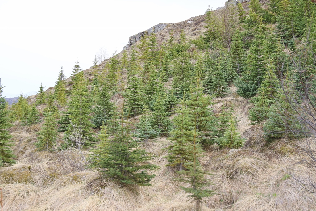 077A0100 (1024x683).jpg